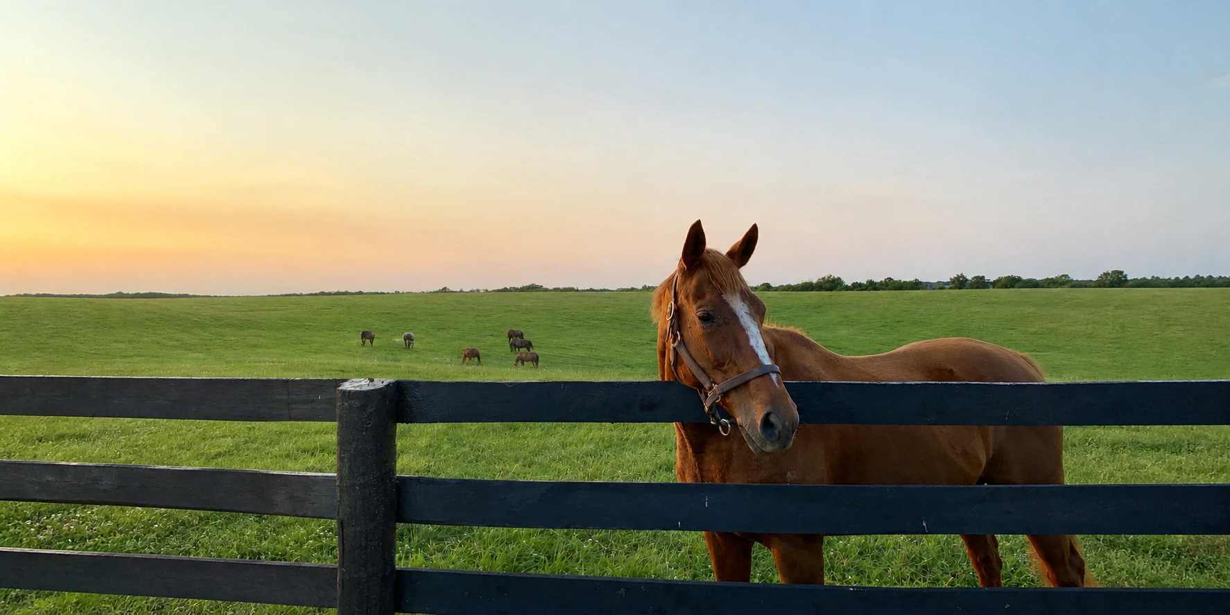 Chestnut horse standing behind a dark fence in a green pasture at sunset